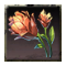 Bergblume Bergblume