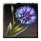Kronblume Kornblume