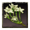 Wiesenschaumkraut Wiesenschaumkraut