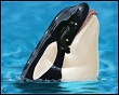 Benutzerbild von orca24B