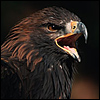 Benutzerbild von Oblivion09